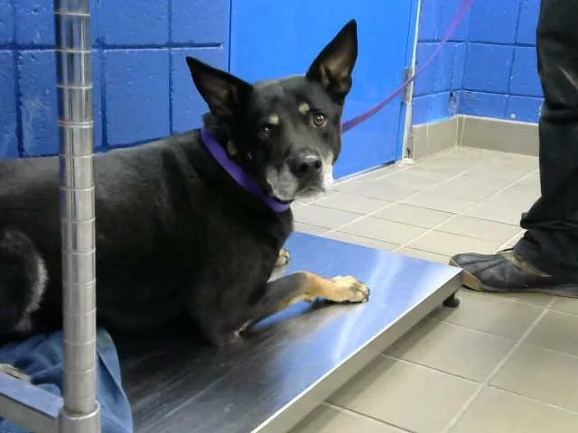 An adult large-sized male German Shepherd Dog dog named Blue for adoption in Albuquerque, NM