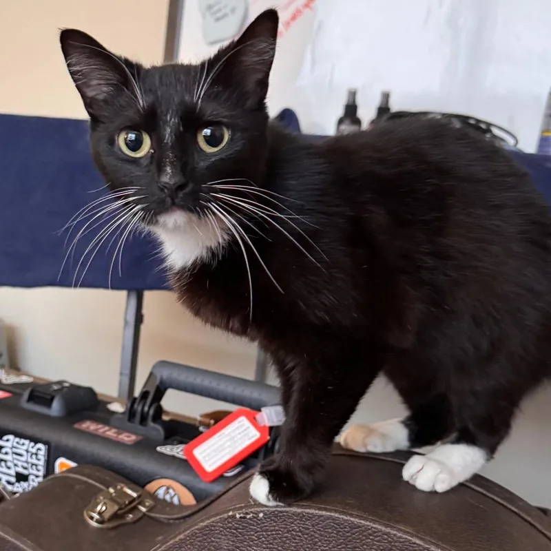 An adult medium-sized female Black Domestic Short Hair cat named Sox for adoption in Parkersburg, WV