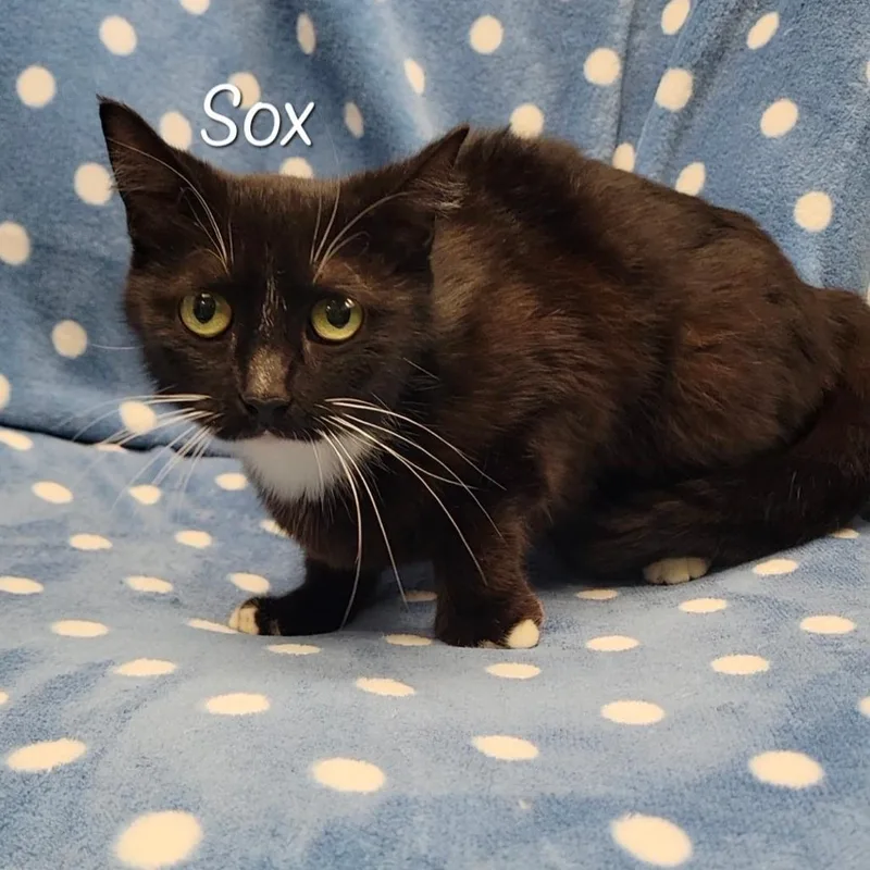 Sox thumbnail 2