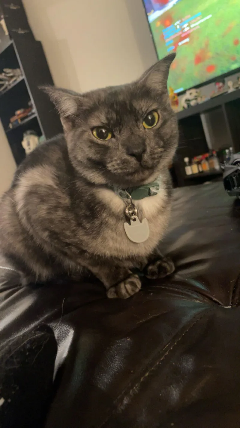 A young medium-sized male Gray / Blue / Silver Domestic Short Hair cat named Monkey for adoption in Richmond, VA