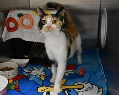 An adult small-sized female Domestic Short Hair cat named Patches for adoption in West Seneca, NY