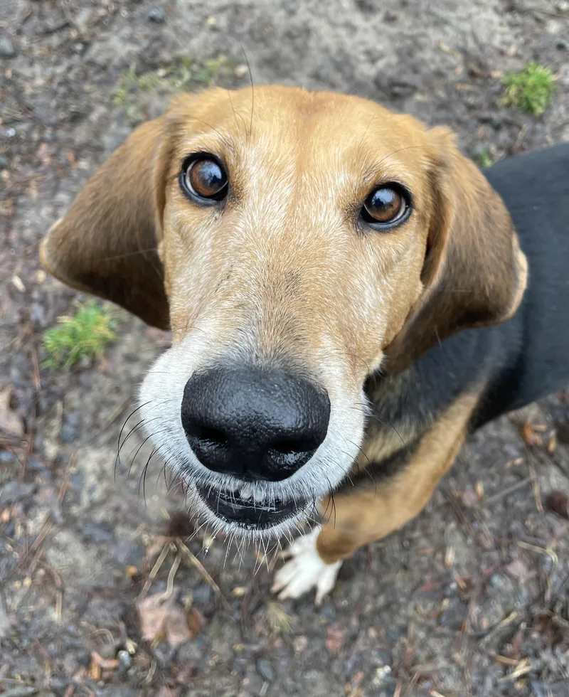 An adult medium-sized female Black Hound dog named Abby for adoption in Heathsville, VA