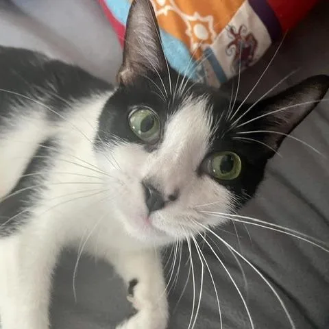 An adult medium-sized female White Domestic Short Hair cat named Bessie Houston for adoption in Denver, CO