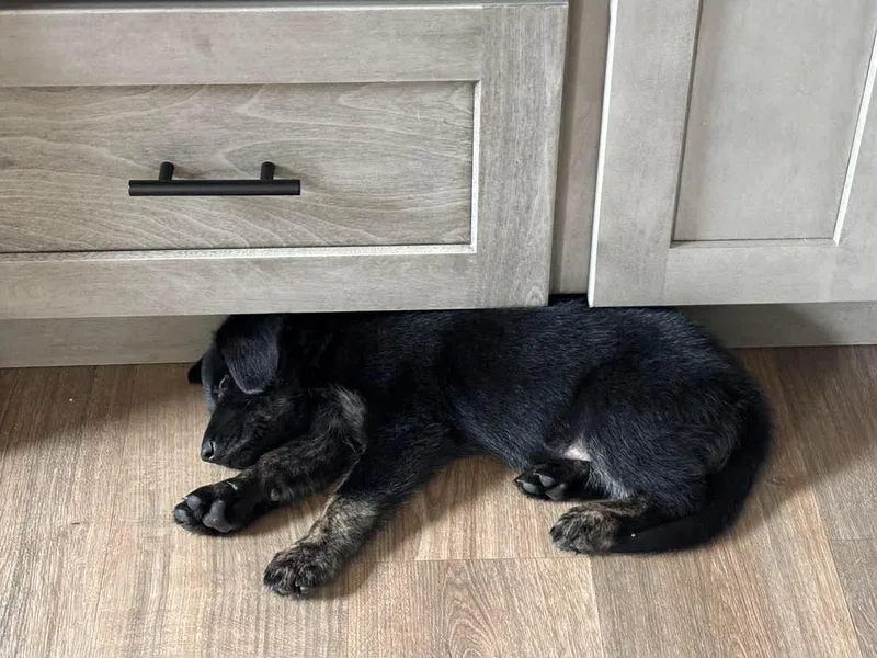 A baby medium-sized male Shepherd dog named Jimmie's Ladder for adoption in Germantown, OH