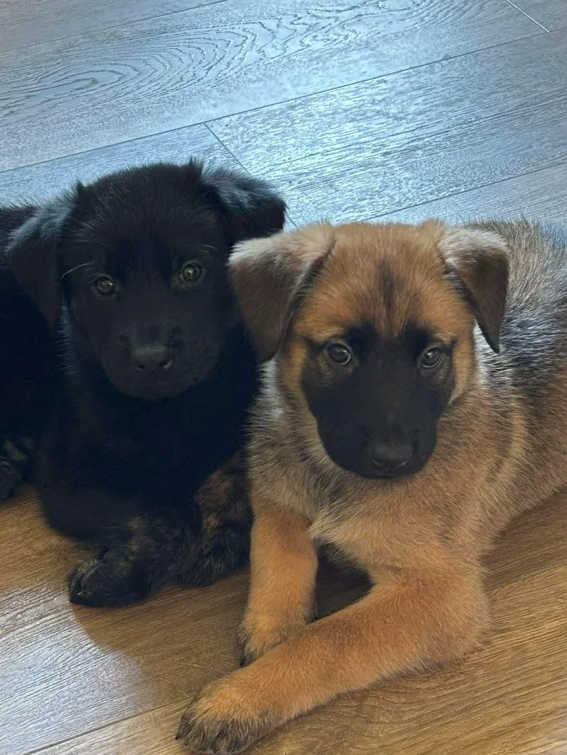 Jimmie's Ladder thumbnail 2