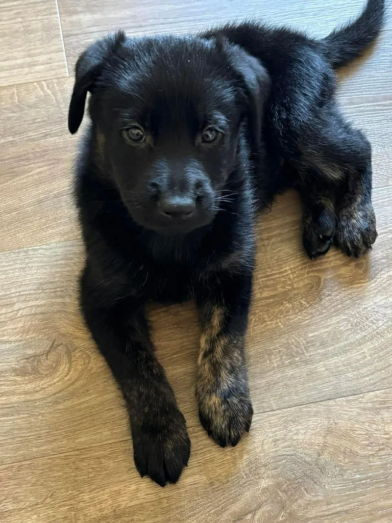 Jimmie's Ladder thumbnail 3