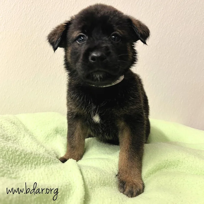 A baby medium-sized female Black Mixed Breed dog named Ziti for adoption in Cheyenne, WY