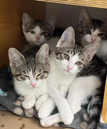 A baby small-sized male Domestic Short Hair cat named Hammy for adoption in Bellevue, WA