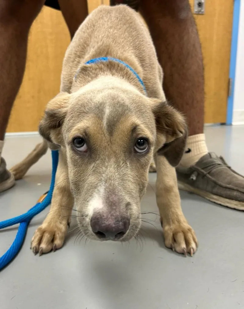 A baby medium-sized male Shepherd dog named Smokey for adoption in Hartsville, SC