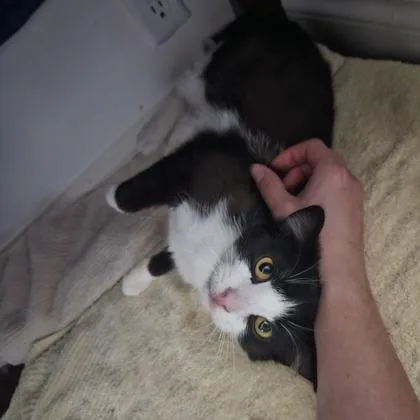 A baby small-sized female Domestic Short Hair cat named Merida for adoption in Morton Grove, IL