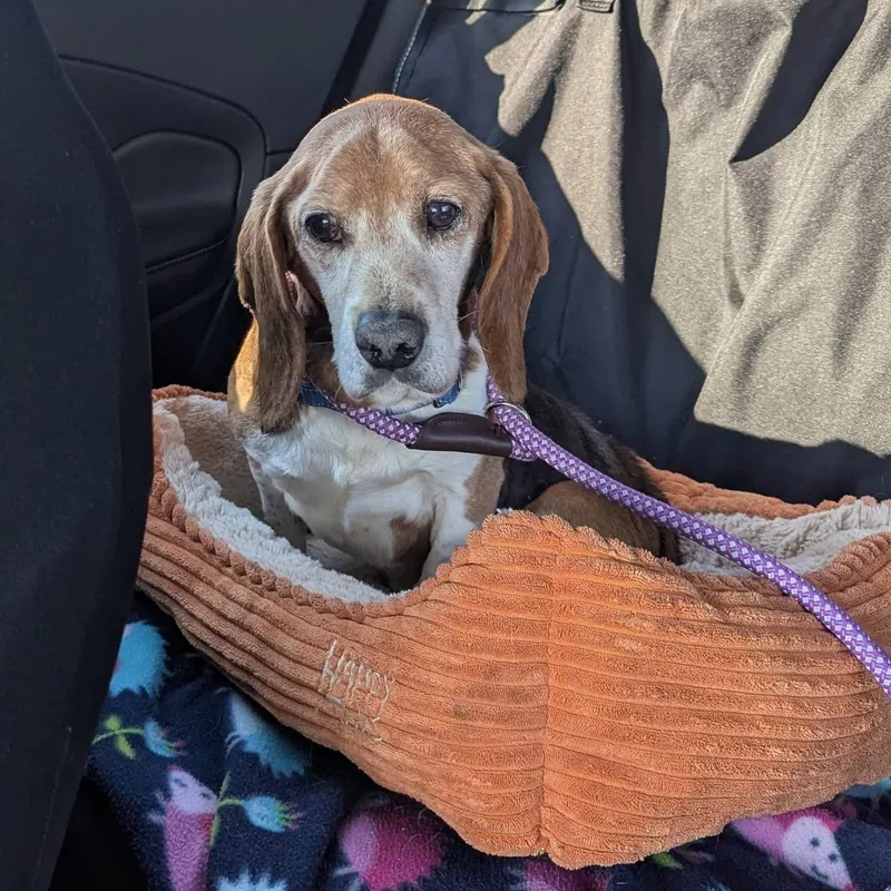 An adult small-sized male Tricolor (Brown, Black, & White) Beagle dog named Stuffing for adoption in Rockville, MD