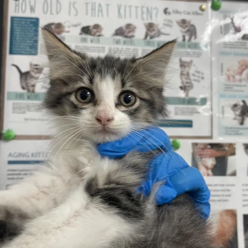 A baby small-sized female Black Domestic Short Hair cat named Roxanne for adoption in Edinburg, TX