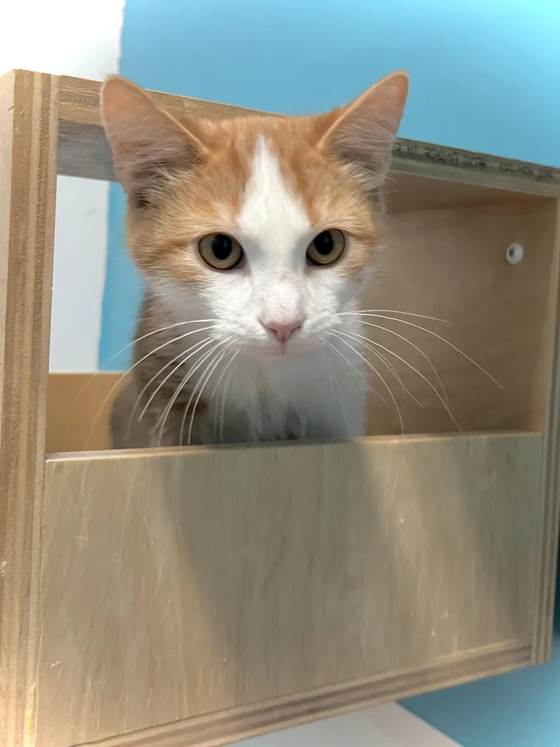 A young medium-sized male Orange & White Domestic Short Hair cat named Pretty Sweet for adoption in Estherville, IA