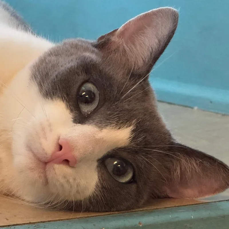 An adult extra large-sized male Cream / Ivory Siamese cat named Sagwa for adoption in Decatur, GA