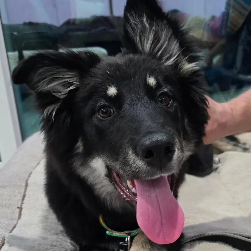 A baby large-sized female Black Belgian Shepherd / Sheepdog dog named Juniper for adoption in Chandler, AZ