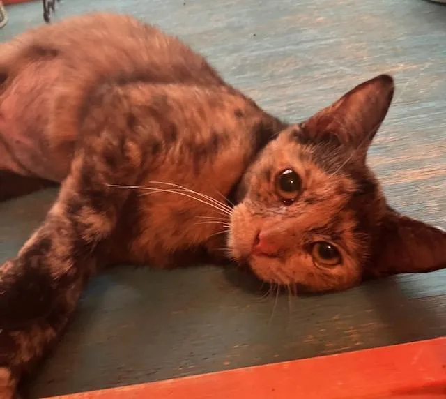 Tortie T