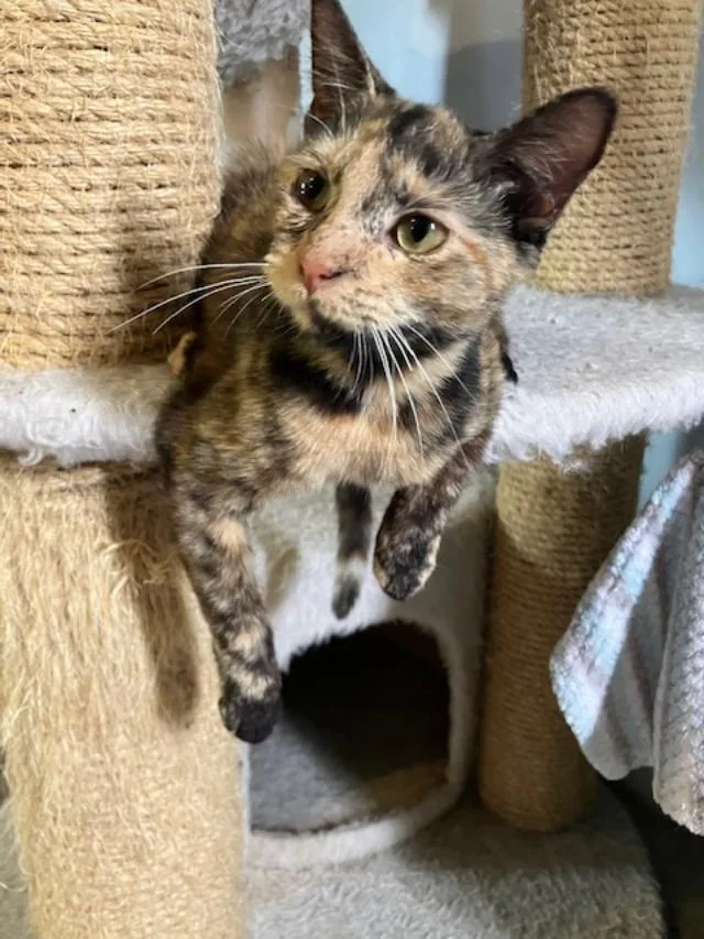 Tortie T thumbnail 2