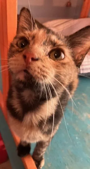 Tortie T thumbnail 3