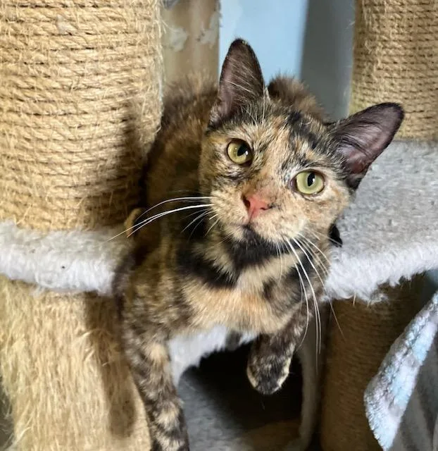 Tortie T thumbnail 4