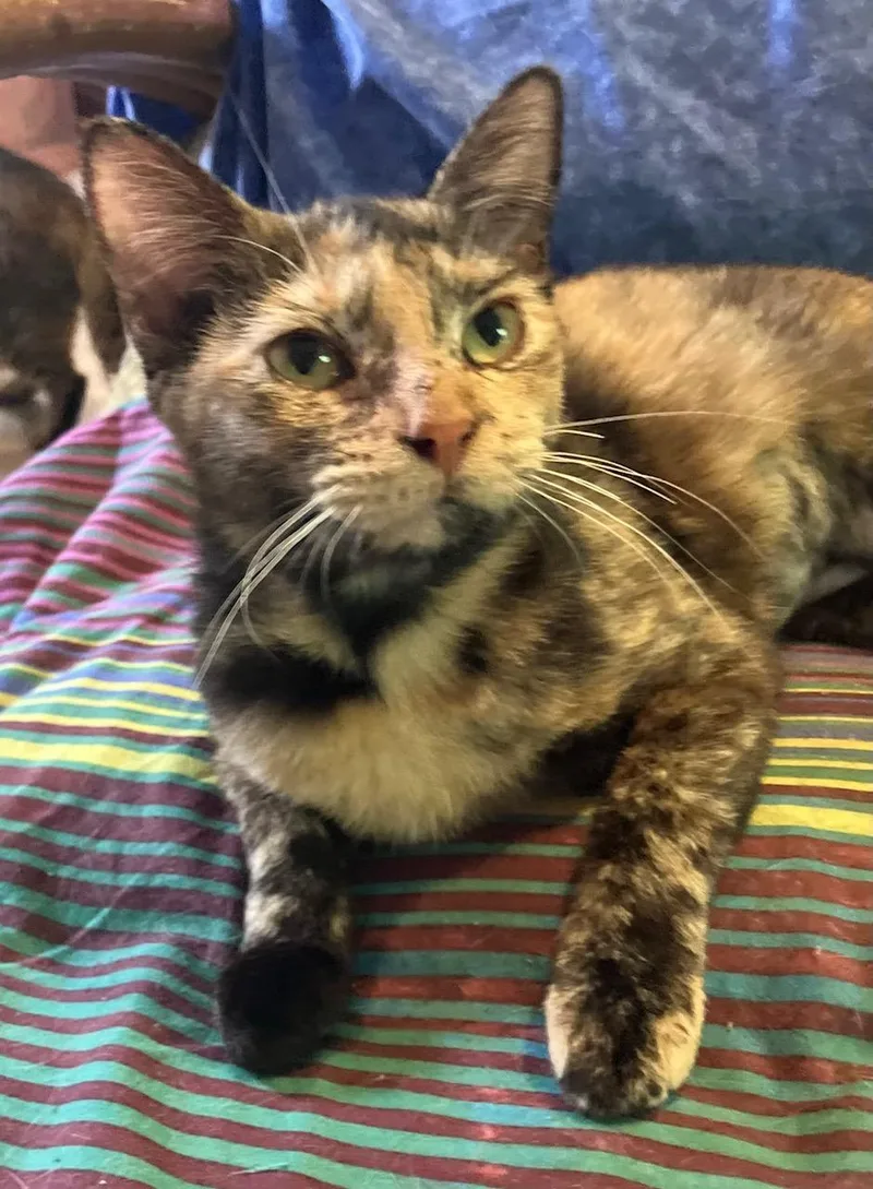Tortie T thumbnail 5
