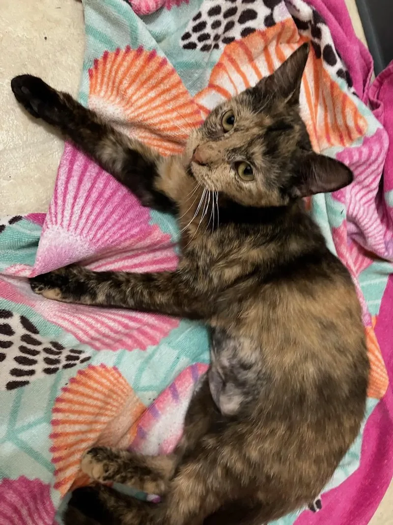 Tortie T thumbnail 6