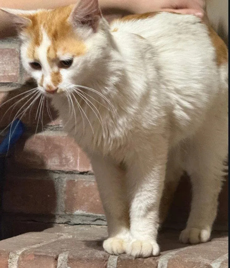 A young medium-sized male Orange & White Tabby cat named Cloud for adoption in Fayetteville, GA