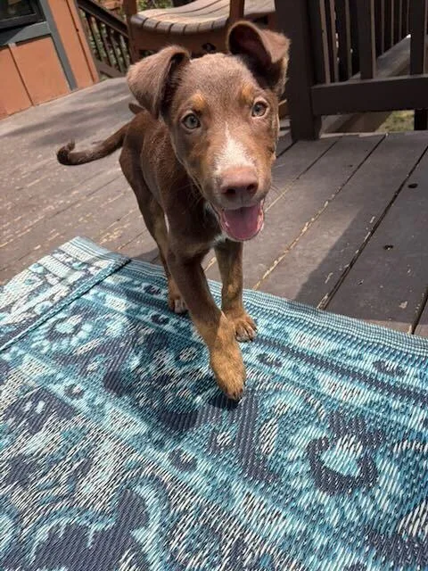 Levi