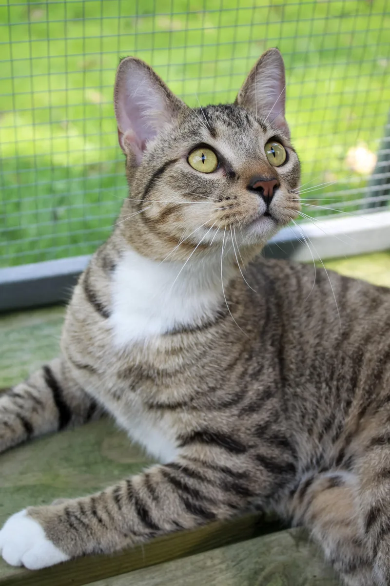 An adult large-sized male Domestic Short Hair cat named Frey for adoption in Ona, WV