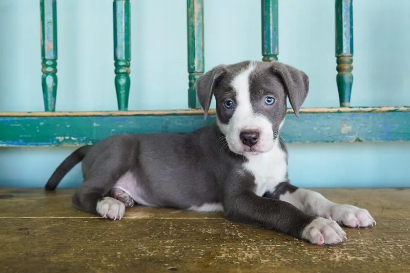 A young medium-sized female Pit Bull Terrier dog named Golden for adoption in San Antonio, TX