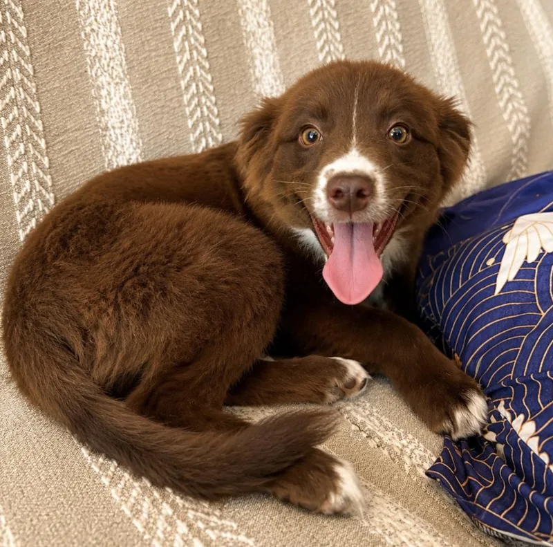 A baby medium-sized female Australian Shepherd dog named Deja Vu for adoption in Ringwood, IL