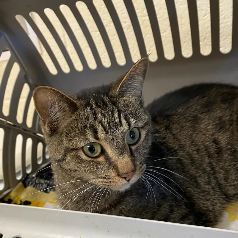 An adult medium-sized male Brown / Chocolate Domestic Short Hair cat named George for adoption in Memphis, TN