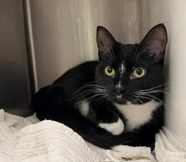 A young medium-sized female Domestic Short Hair cat named Wisp for adoption in Brighton, CO
