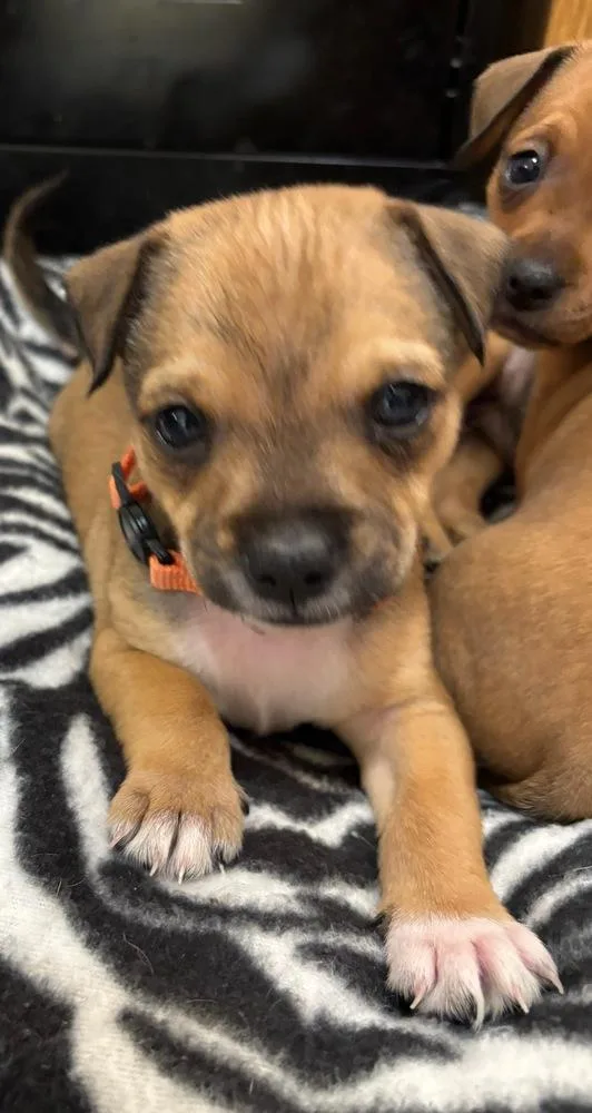 A baby small-sized male Terrier dog named Thunder  Rumor for adoption in Lakeland, FL