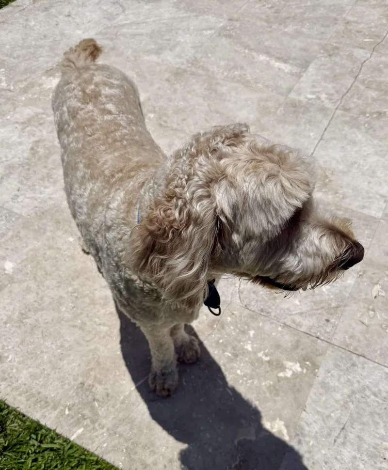Billy Hypoallergenic Golden Doodle