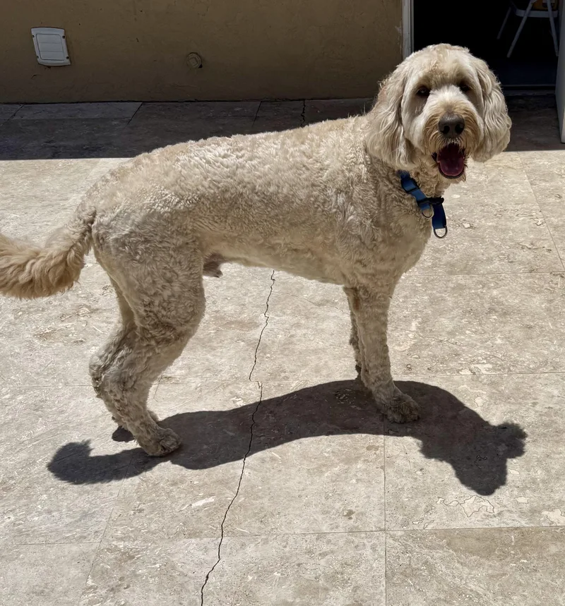 Billy Hypoallergenic Golden Doodle thumbnail 2