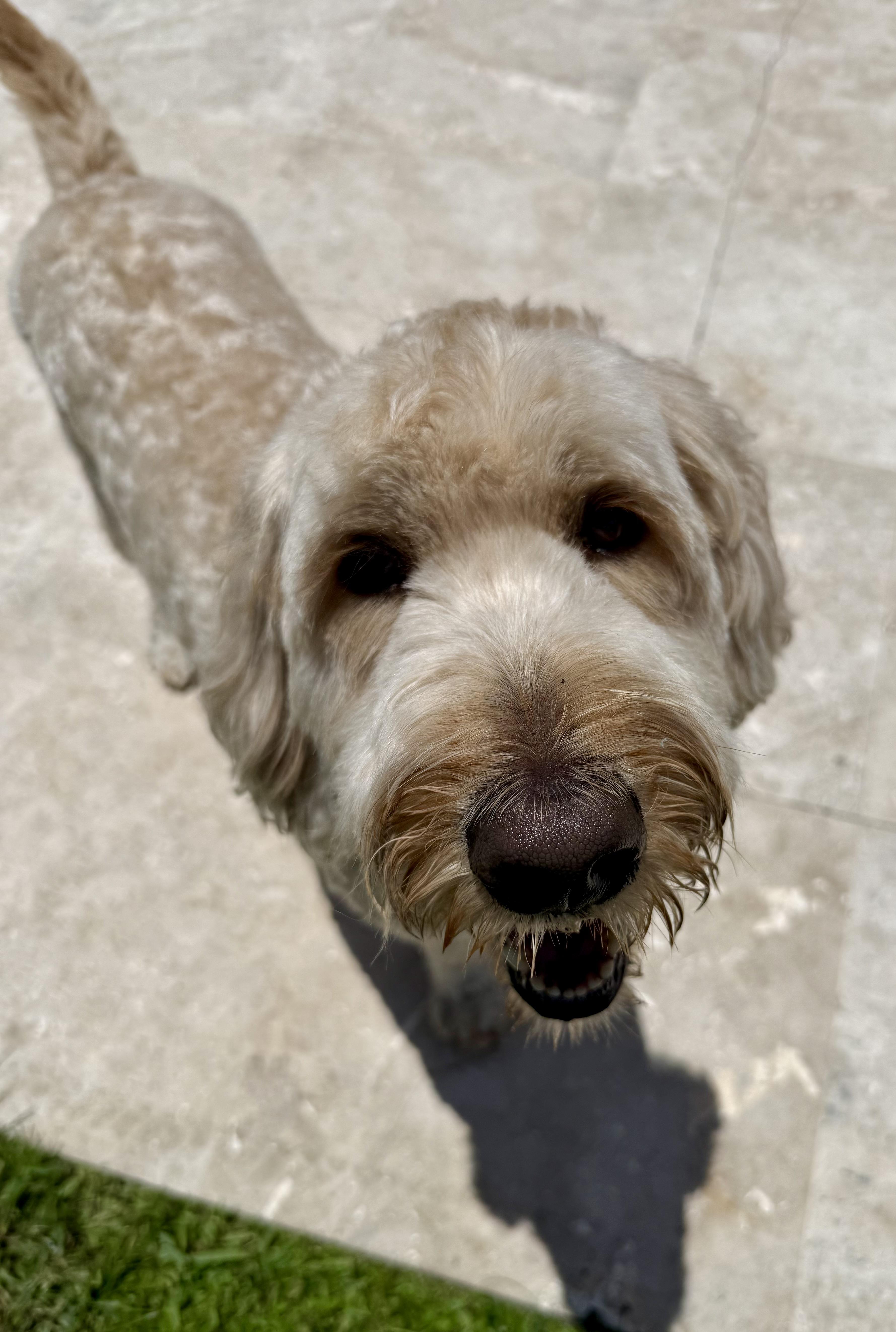 Billy Hypoallergenic Golden Doodle thumbnail 3