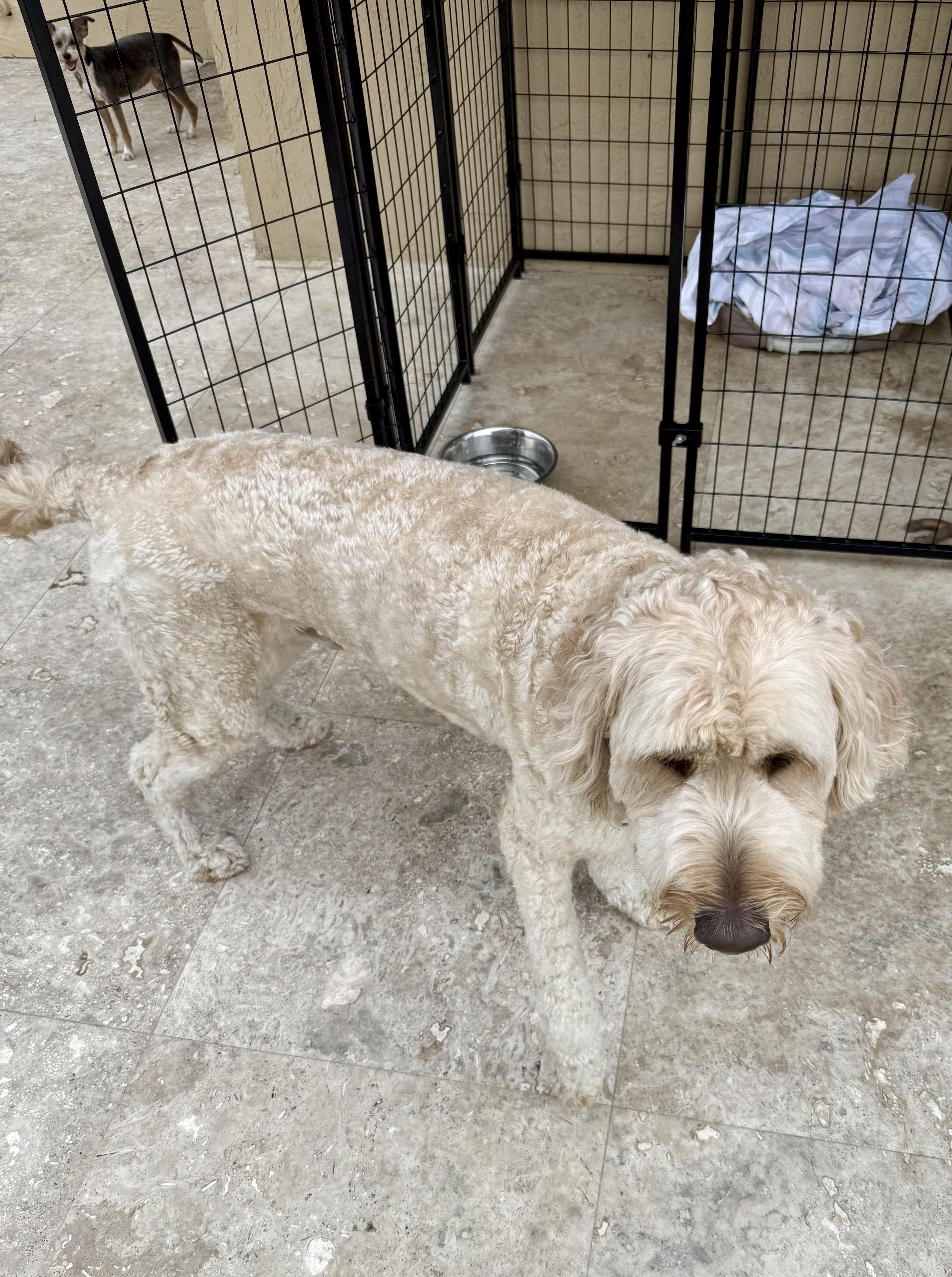 Billy Hypoallergenic Golden Doodle thumbnail 4