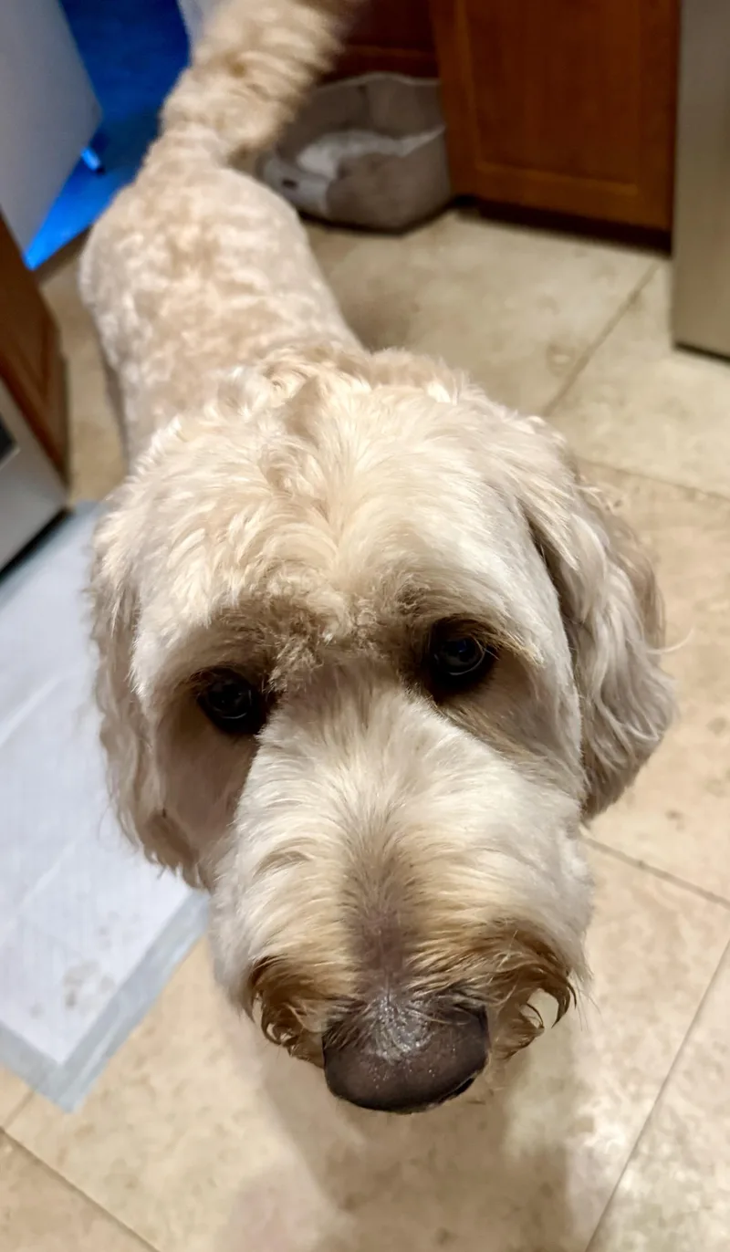 Billy Hypoallergenic Golden Doodle thumbnail 5