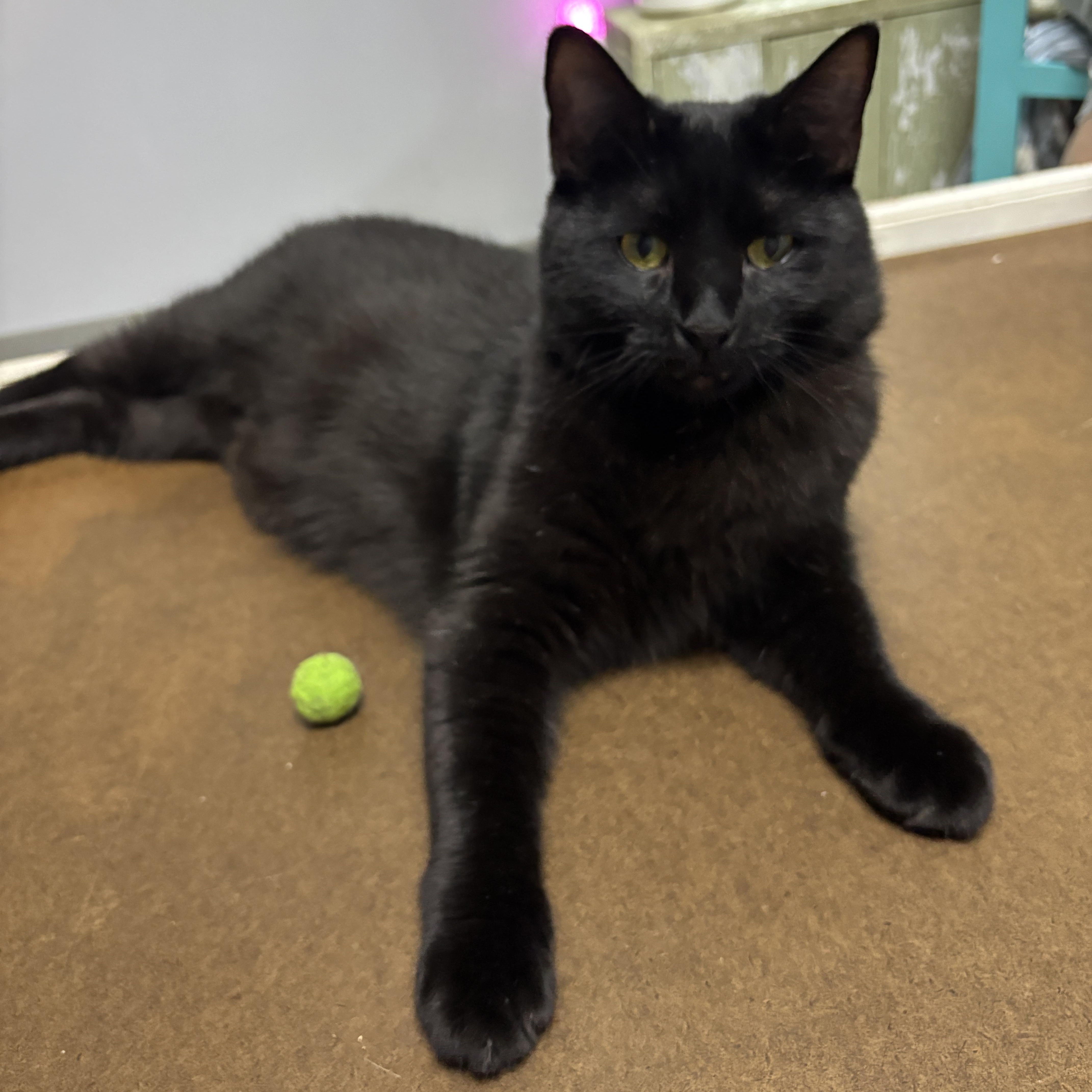 A young medium-sized male Domestic Short Hair cat named Haylow for adoption in Vineyard Haven, MA