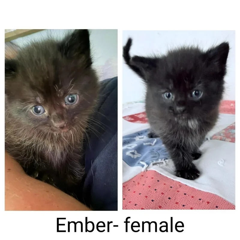 Ember thumbnail 2
