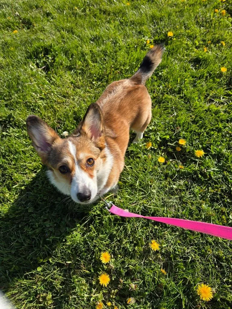 An adult medium-sized female Corgi dog named Pickles $ for adoption in Milwaukee, WI