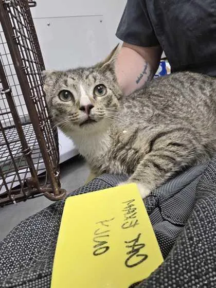 A young medium-sized male Domestic Short Hair cat named Razor for adoption in Sevierville, TN