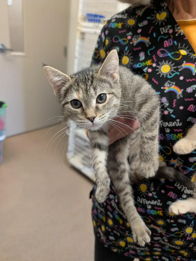 A baby medium-sized female Tabby (Brown / Chocolate) Domestic Short Hair cat named Daiquiri for adoption in Chambersburg, PA