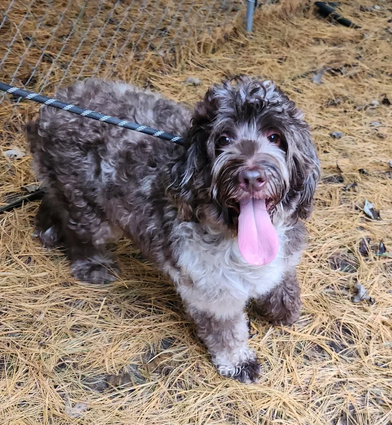 A young medium-sized female Labradoodle dog named Roxy for adoption in Liberty Center, OH