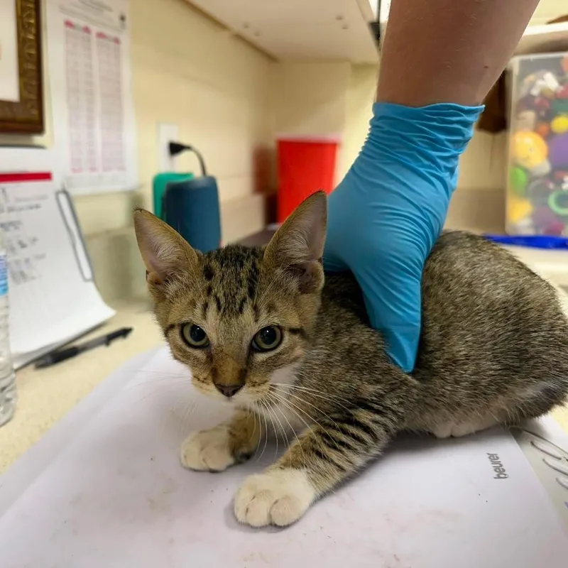 A baby small-sized male Brown / Chocolate Domestic Short Hair cat named Magical for adoption in Bastrop, TX