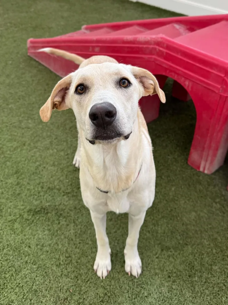 A young medium-sized female Beagle dog named Dorothy for adoption in Vernon, CT
