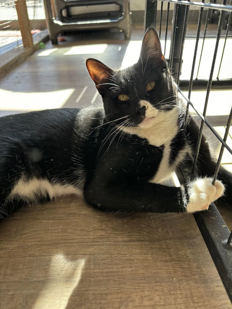 A baby medium-sized female Black & White / Tuxedo Domestic Short Hair cat named Brandy for adoption in Massapequa, NY