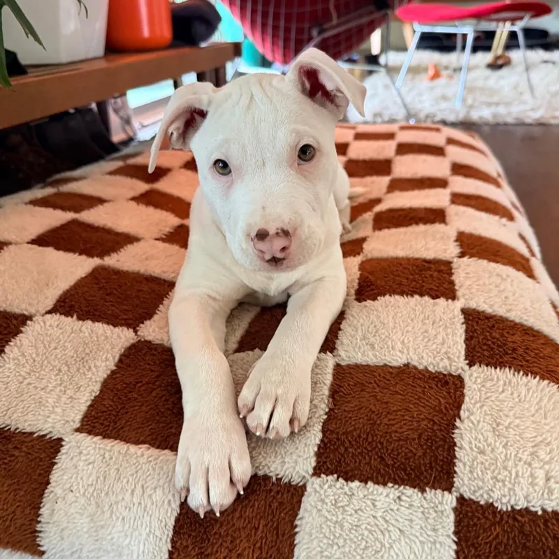 A baby medium-sized female White / Cream Pit Bull Terrier dog named Little Ray of Sunshine for adoption in Durham, NC