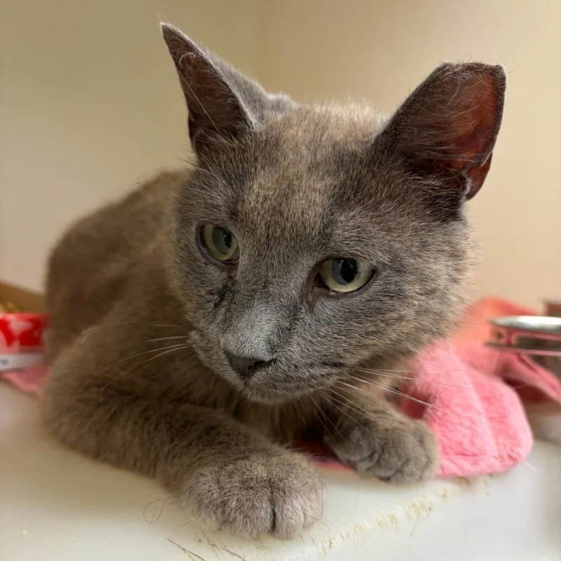 A senior medium-sized male Gray / Blue / Silver Domestic Short Hair cat named 71665 for adoption in Harrisonburg, VA