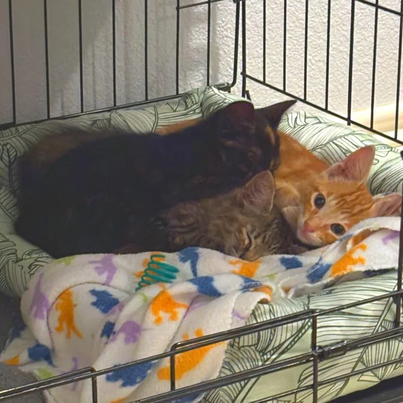 A baby small-sized female Tortoiseshell Domestic Short Hair cat named Caliko for adoption in Webster, TX